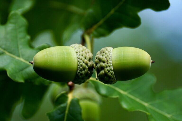 acorn, fruit, tree